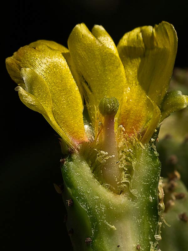 Chumbera (Opuntia ficus-indica)