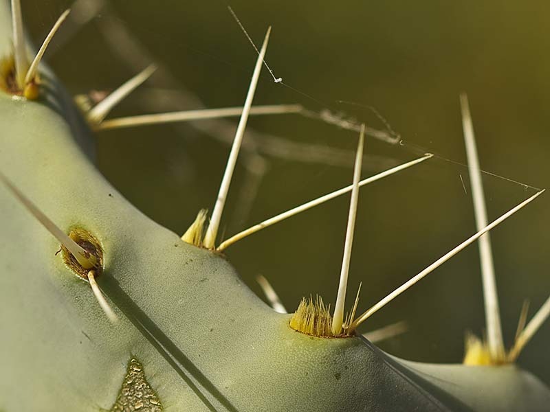 Chumbera (Opuntia ficus-indica)