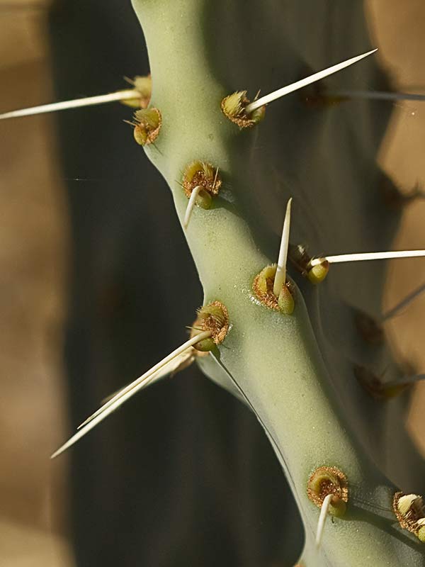 Chumbera (Opuntia ficus-indica)