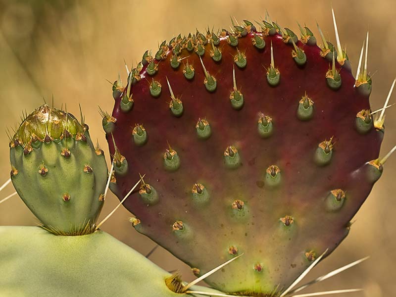 Chumbera (Opuntia ficus-indica)