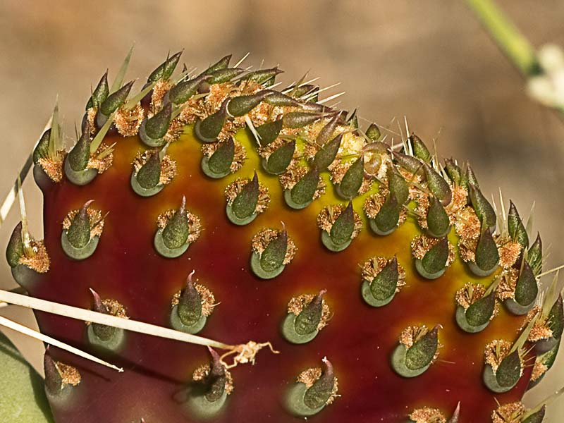Chumbera (Opuntia ficus-indica)
