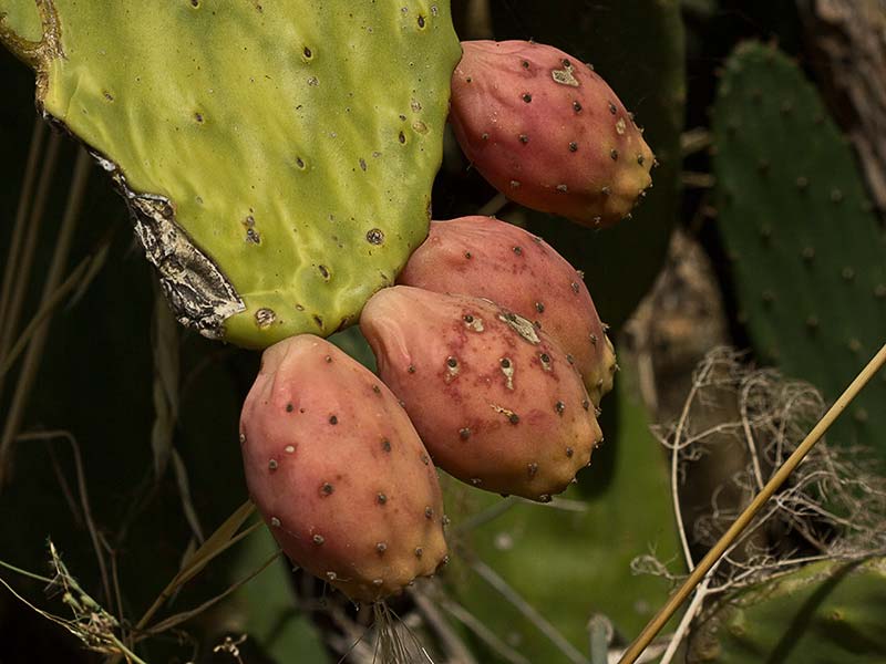 Higos chumbos (Opuntia ficus-indica)