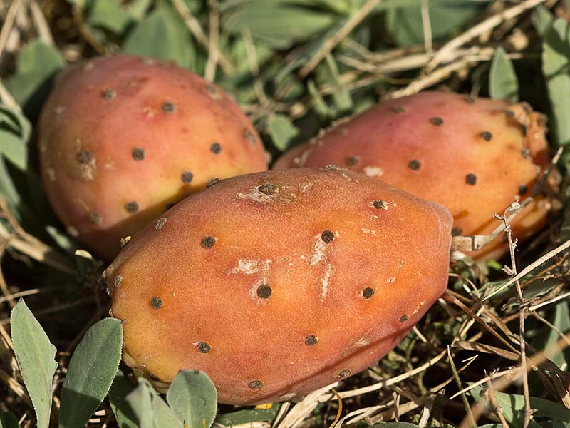 Higos chumbos (Opuntia ficus-indica)