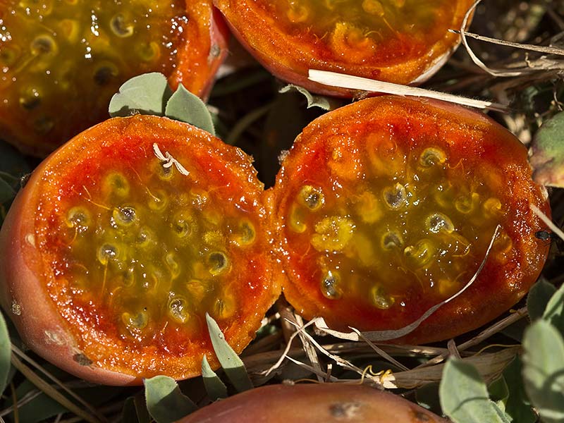 Higos chumbos (Opuntia ficus-indica)
