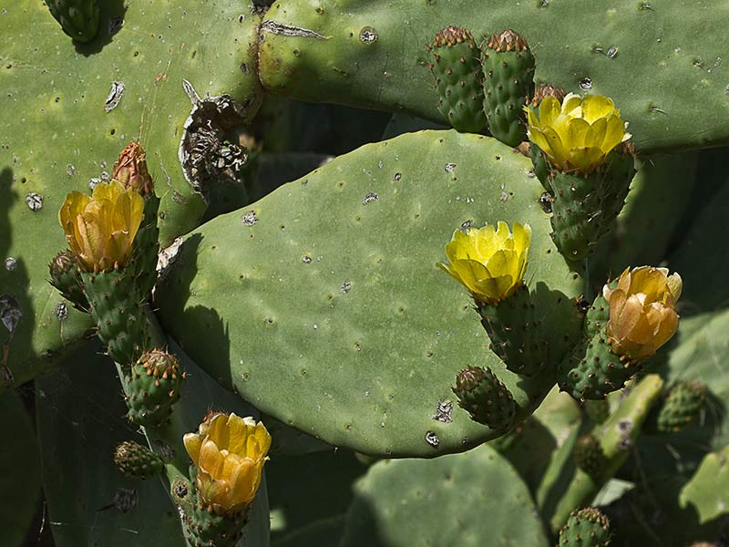 Chumbera (Opuntia ficus-indica)