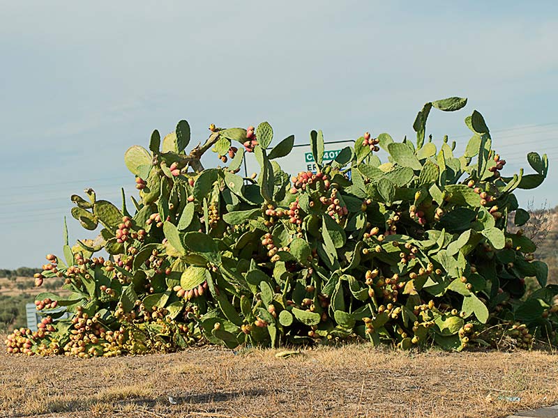 Higos chumbos (Opuntia ficus-indica)
