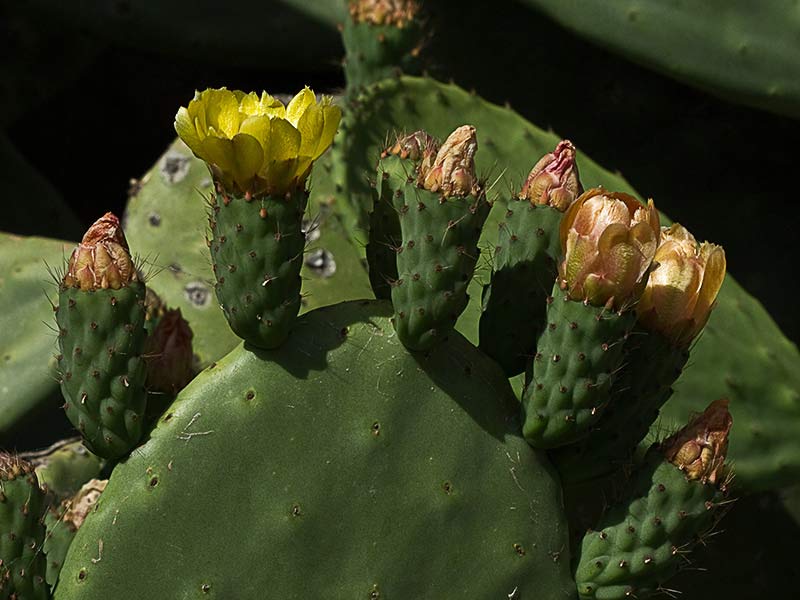 Chumbera (Opuntia ficus-indica)