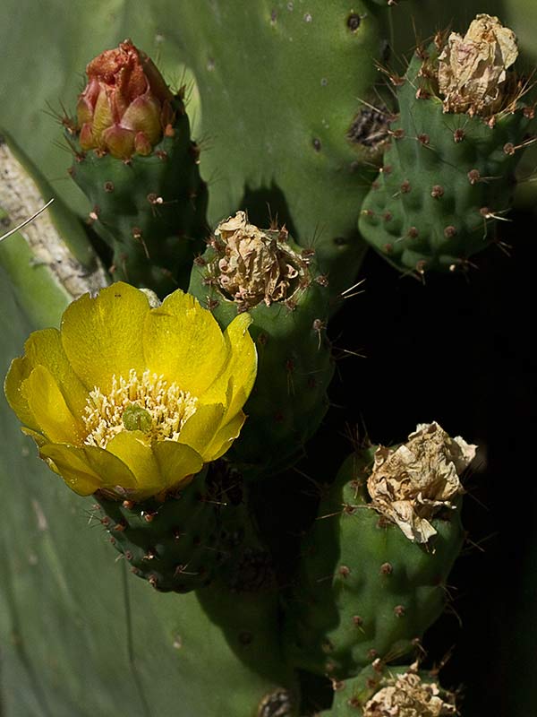Chumbera (Opuntia ficus-indica)