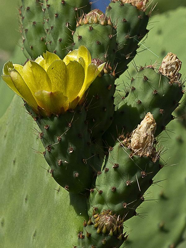 Chumbera (Opuntia ficus-indica)