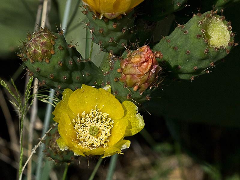 Chumbera (Opuntia ficus-indica)