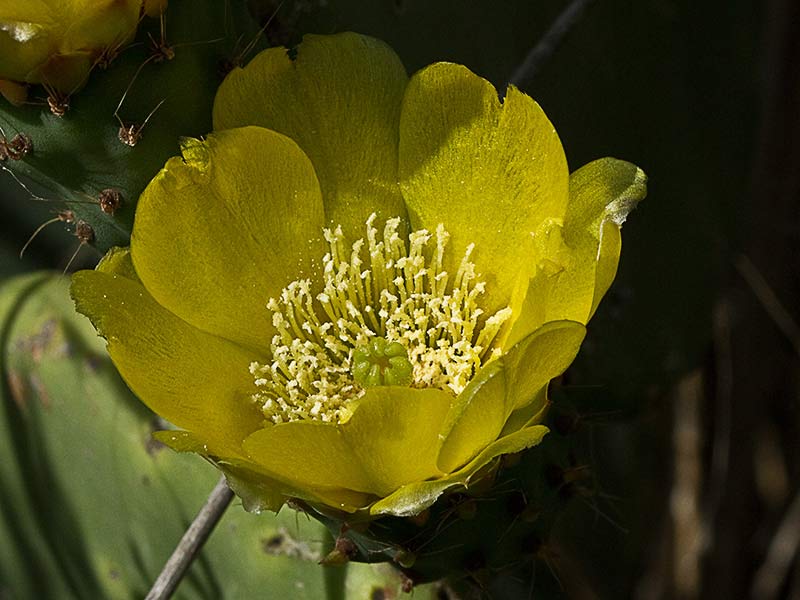 Chumbera (Opuntia ficus-indica)