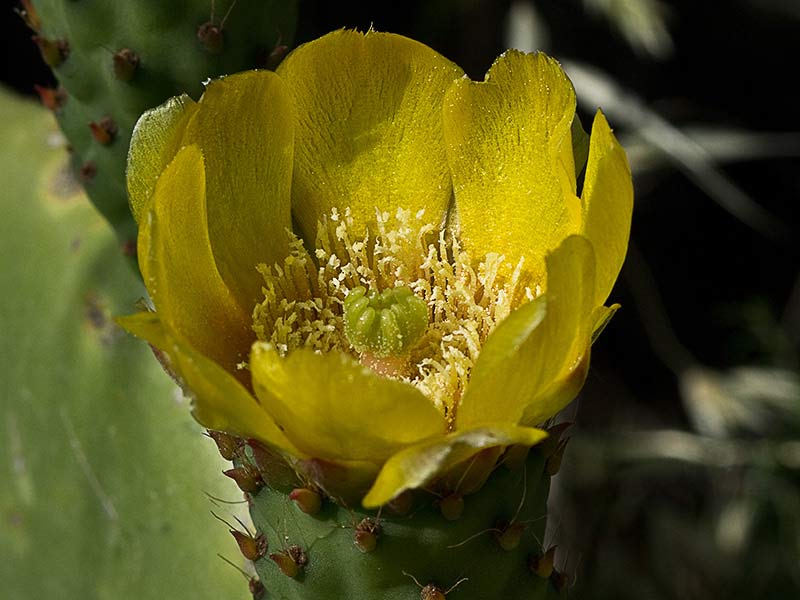 Chumbera (Opuntia ficus-indica)
