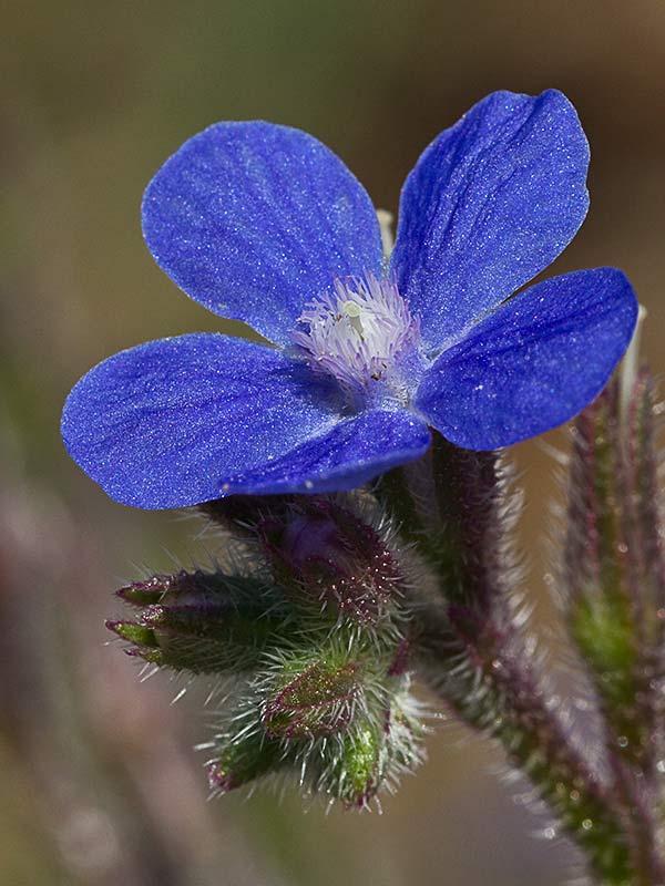 Anchusa azurea, Chupamiel