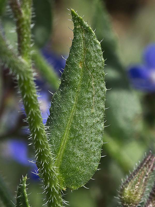 Anchusa azurea, Chupamiel