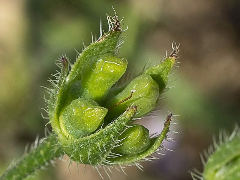 Anchusa azurea, Chupamiel