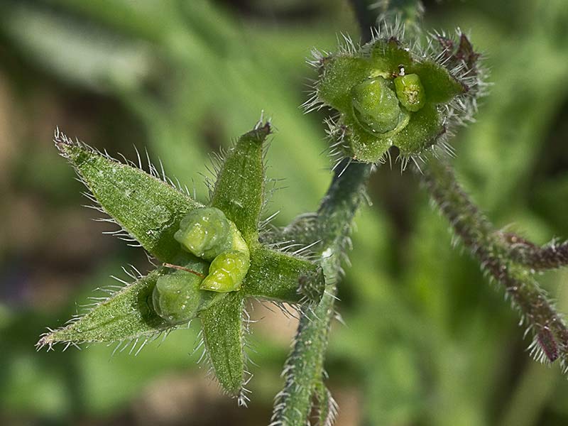 Anchusa azurea, Chupamiel