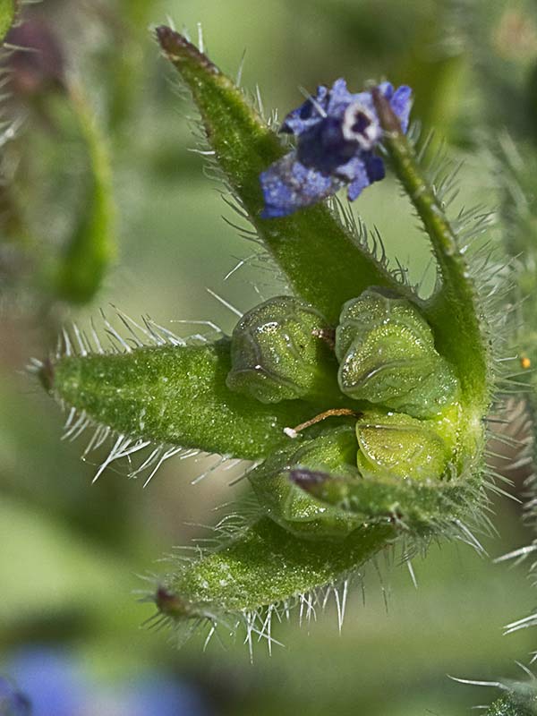 Anchusa azurea, Chupamiel