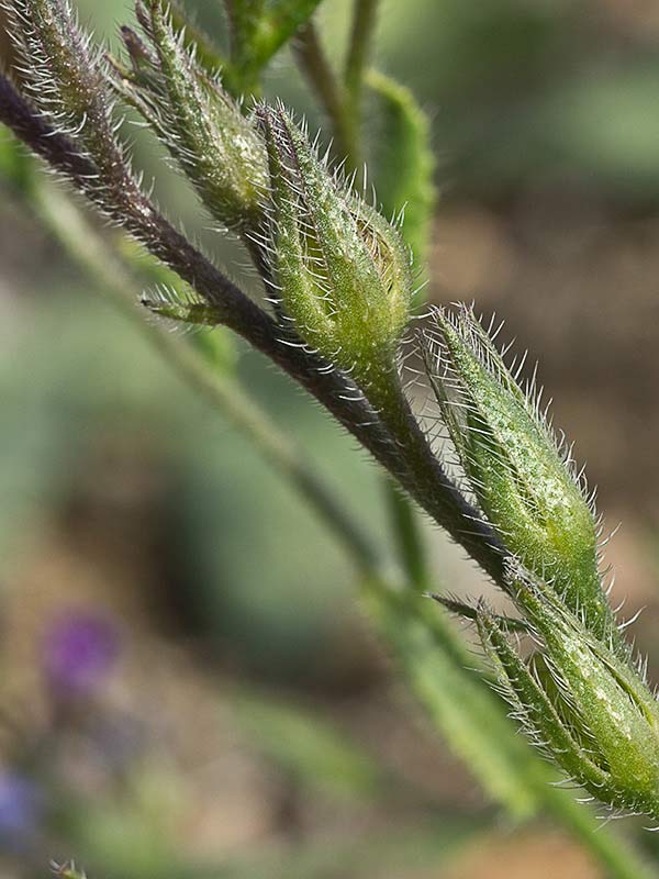 Anchusa azurea, Chupamiel