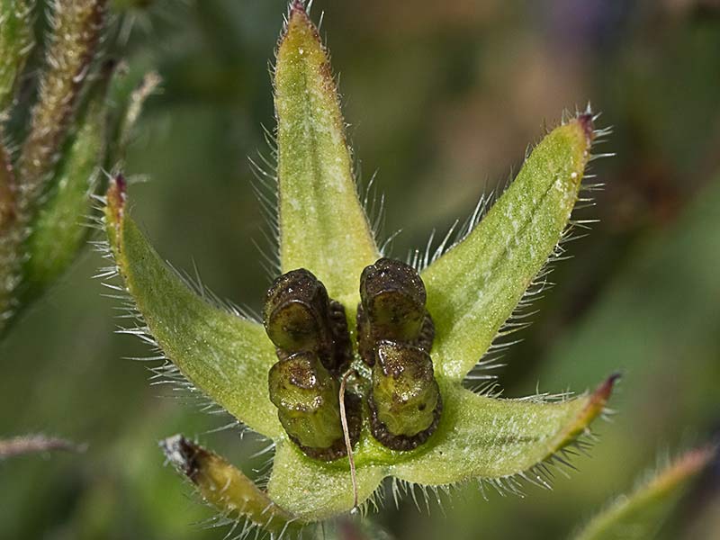 Anchusa azurea, Chupamiel