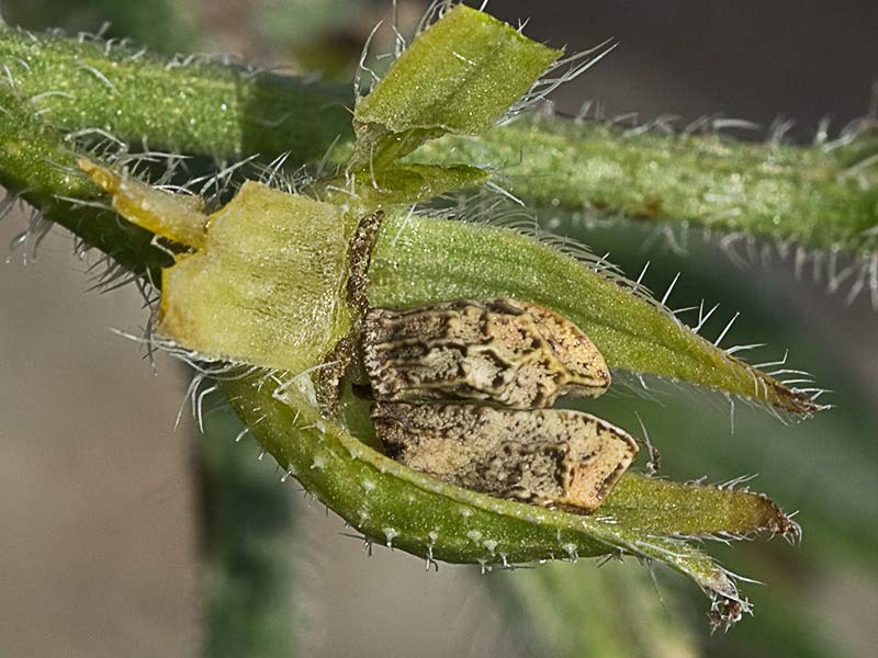 Anchusa azurea, Chupamiel
