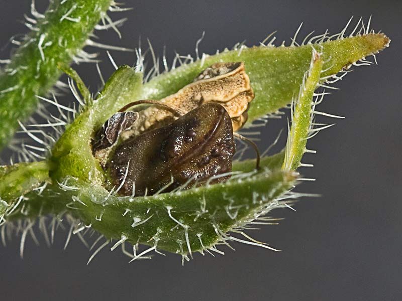 Anchusa azurea, Chupamiel