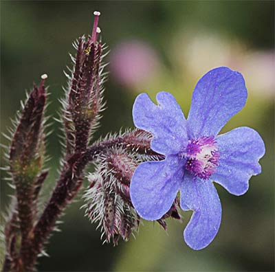 Chupamiel (Anchusa azurea)