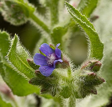 Rama de chupamiel (Anchusa azurea)