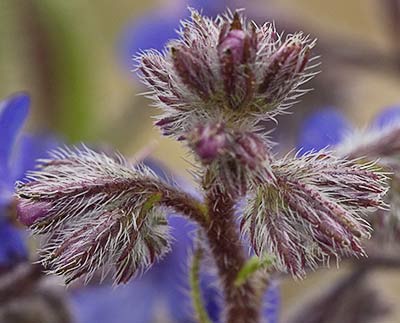 Anchusa azurea, Chupamiel
