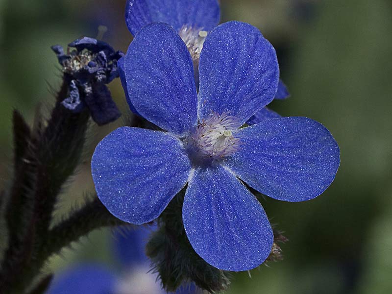 Flor del chupamiel (Anchusa azurea)