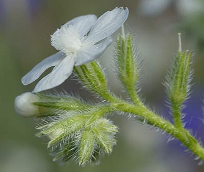 Anchusa azurea, Chupamiel blanco