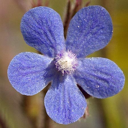 Flor del chupamiel (Anchusa azurea)