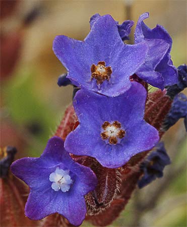 Flor del chupamiel ondulado (Anchusa undulata)