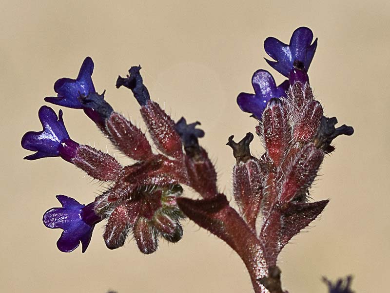 Chupamiel ondulado (Anchusa undulata subsp. granatensis)