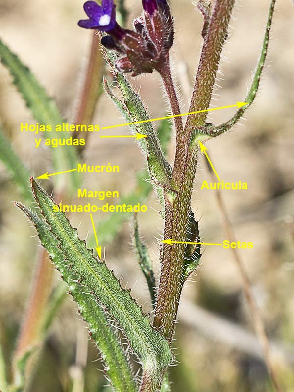 Chupamiel ondulado (Anchusa undulata subsp. granatensis)