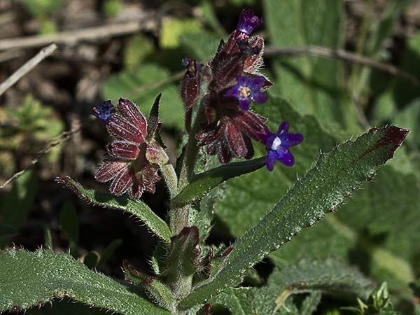 Chupamiel ondulado (Anchusa undulata subsp. granatensis)