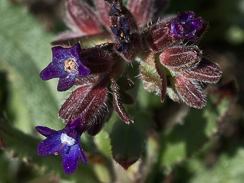 Chupamiel ondulado (Anchusa undulata subsp. granatensis)