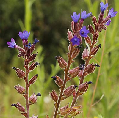 Matas de chupamiel ondulado (Anchusa undulata)