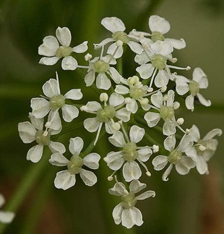 Infloresecencia de la cicuta (Conium maculatum)