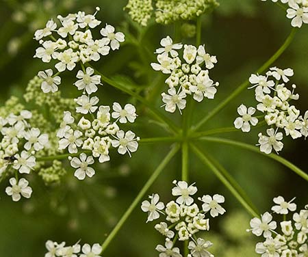 Inflorescencia de la cicuta (conium maculatum)