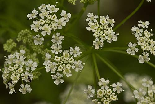 Rama de cicuta en flor (conium maculatum)