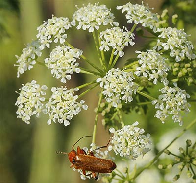 Umbella de cicuta (conium maculatum)