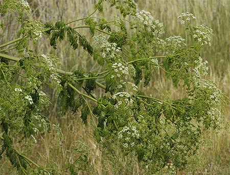 Rama de cicuta (conium maculatum)