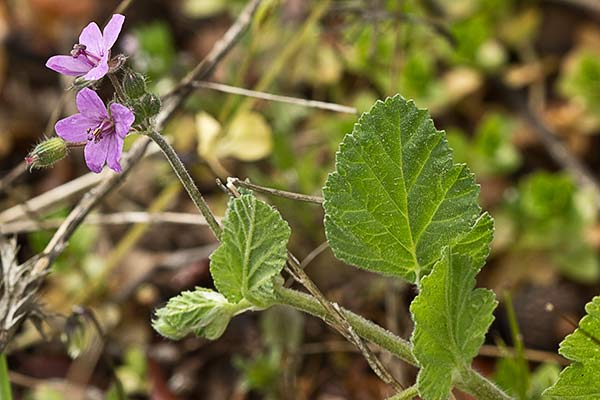 Cigüeña malva(Erodium malacoides)