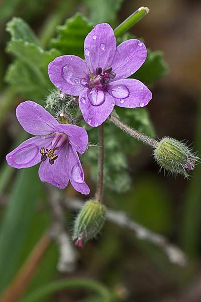 Cigüeña malva (Erodium malacoides)