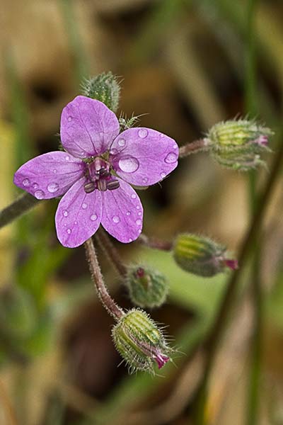 Cigüeña malva (Erodium malacoides)