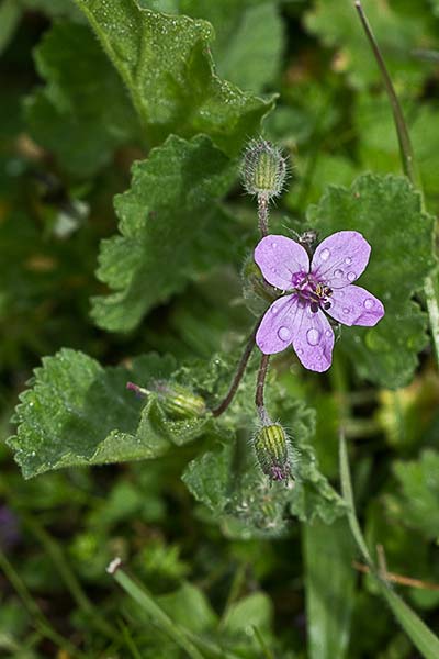 Cigüeña malva (Erodium malacoides)