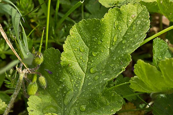 Cigüeña malva (Erodium malacoides)