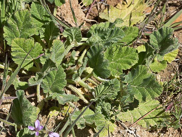 Cigüeña malva (Erodium malacoides)