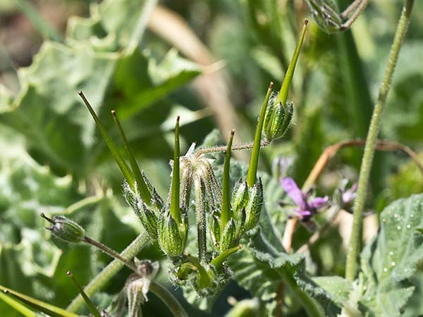 Cigüeña malva (Erodium malacoides)