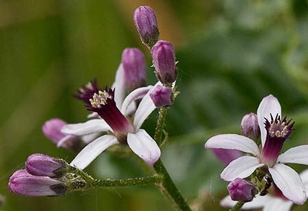Cinamomo (Melia azedarach)